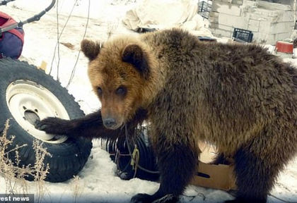 Кафява мечка разкъса и изяде ловец, който я отгледал в клетка (СНИМКИ)