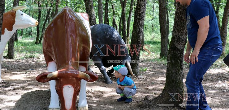 Гошовите крави гледат умно на Кенана/ВИДЕО/