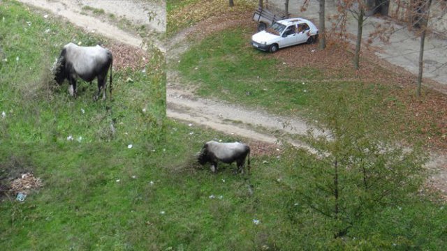 Бикът-беглец Мучо се разходи из
Кърджали