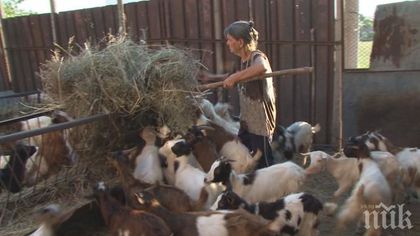 С 15 лв. е увеличена помощта de minimis за овце и кози майки