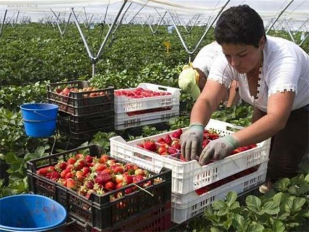 Търсят се 800 берачи на ягоди в Испания