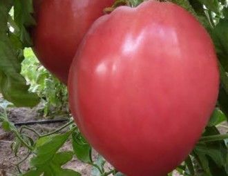 Нов вид български домат бе създаден в Пловдив