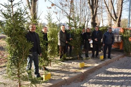 Доспат дари 19 свежи елхи на община