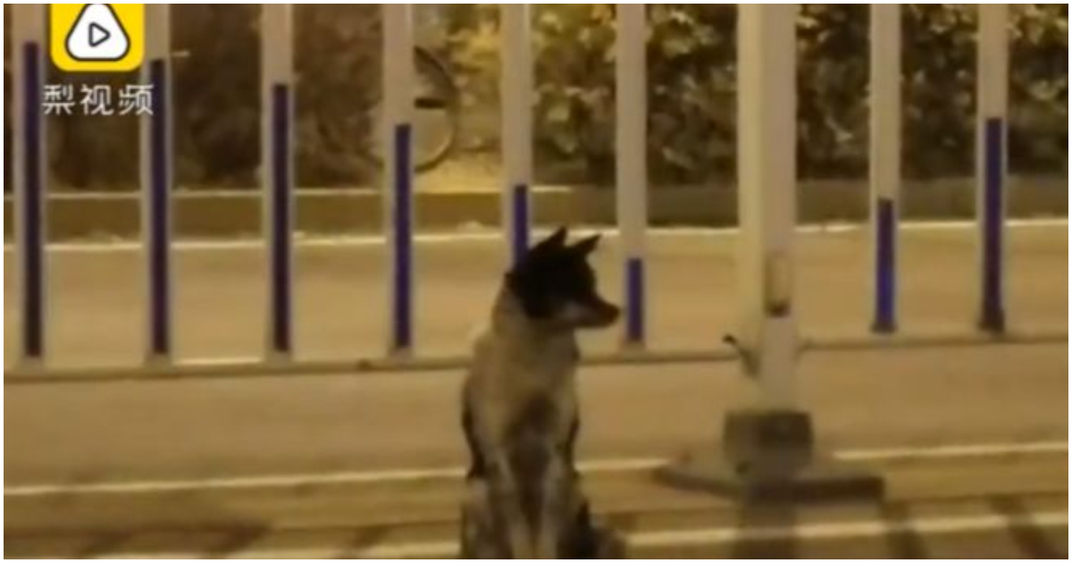 Куче тъгува по стопанката си и я чака от 80 дни на мястото, на което е загинала