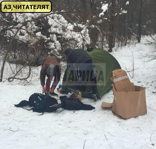 СНИМКИ: Моржове разпънаха палатка на Лаута