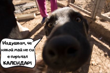 Когато порасна, ще имам ли дом? Мечтите на 12 кучета,които търсят своя човек СНИМКИ