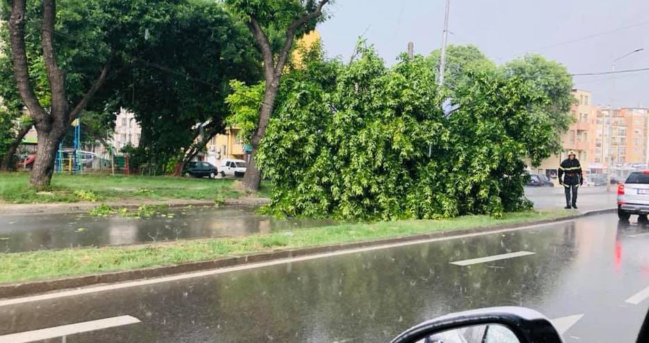 От пожарната във Варна: Общо шест са падналите дървета от бурята вчера, три са засегнатите коли
