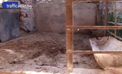 Свиневъд със сълзи на очи: Колим бременни прасета…Празни кочини! ВИДЕО