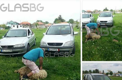 Вегани проклеха наш мюсюлманин, заколил коч за новия си Опел Зафира (СНИМКИ 18+)
