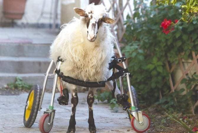 „Либертас“ (Македония): Гърция изпрати овца-инвалид в специална ферма за животни със специални нужди в Холандия
