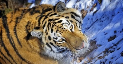 Тайнствен тигър броди из Владивосток, полицията се включва в издирването му