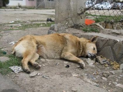 Кошмар! Садисти продължават да тровят животни в Бургас! (СНИМКИ 18+)