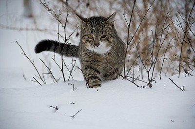 Котка избяга от Холандия в Австрия
