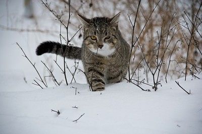 Котка избяга от Холандия в Австрия