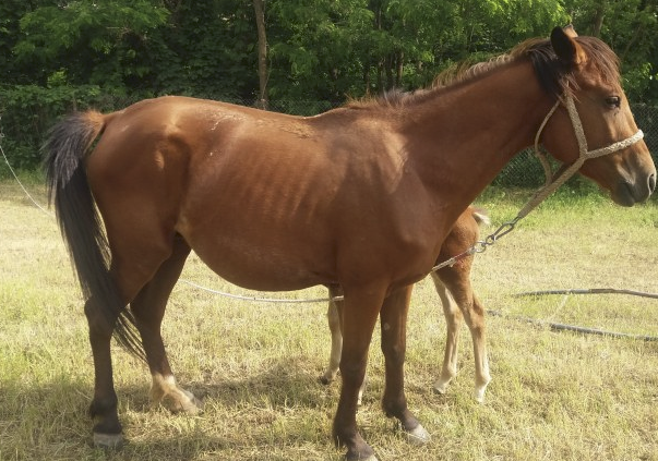 Крадец задигна кобила и конче в пловдивско село