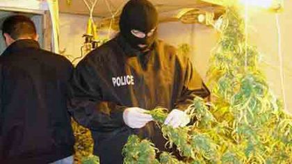 Професионална „ферма” с десетки кг. марихуана откриха в село до Пазарджик