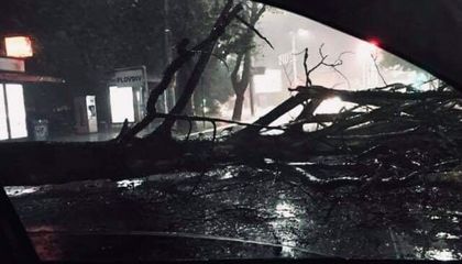 Ураган изкорени дървета в Пловдив, събуди града