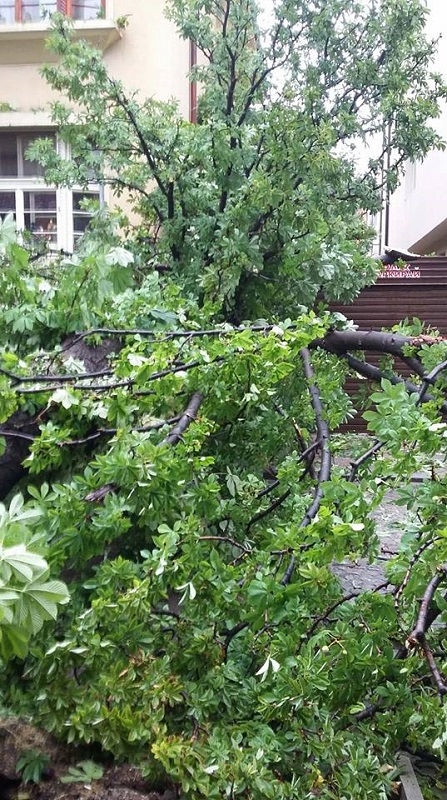 Пловдив: 24 сигнала за наводнения и паднали дървета са подадени след краткотрайния интензивен дъжд