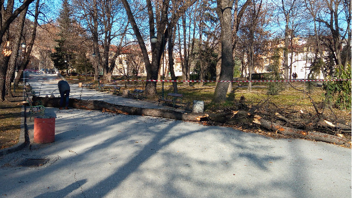 Огромен клон  се стовари в Цар-Симеоновата градина в Пловдив