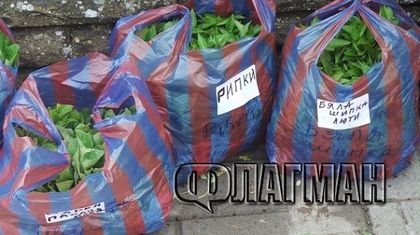 На пазара:: СлаТки лимонки, ИдИал и ГлаТки камби (СНИМКИ)