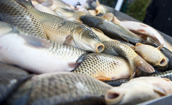 Експерти проверяват сигнал за мъртва риба в Стара река