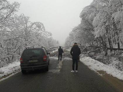 Дърво падна на пътя за Вакарел и блокира автобус и няколко коли