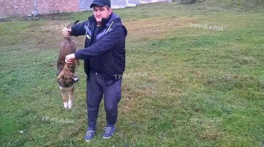 Отврат! Мъж се хвали с разстреляно куче
