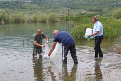 Шумен: Пуснаха 400 000 личинки на шаран, толстолоб и амур във водите на язовира