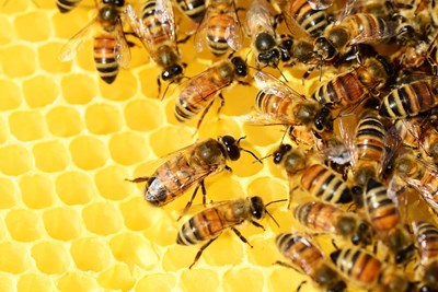 Започна работа групата за промяна на Наредбата за опазване на пчелите
