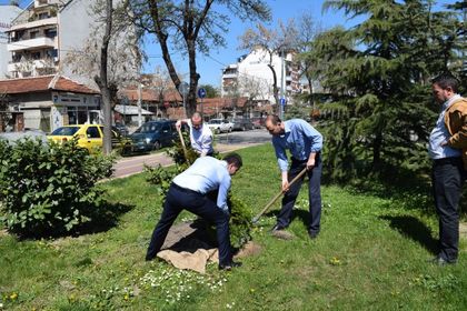 Джамбазки сади туи в „Южен”