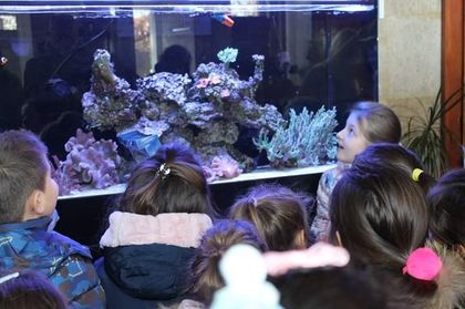 Шумен: Две рибки „клоуни“ са първите обитатели на морския аквариум в Детски отдел на регионалната библиотека