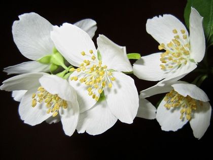 Какви цветя садим през пролетта