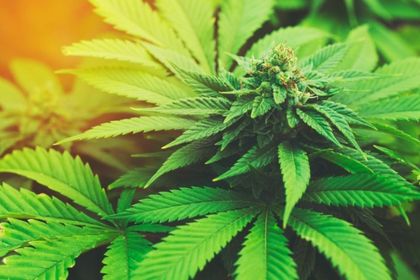 Истинската история на 420: Защо 20 април е денят на тревата?