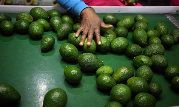 Отчаяни мерки в Нова Зеландия – не достига... авокадо