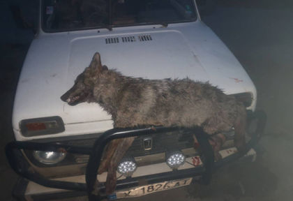 Свирепа схватка между ловна дружинка и глутница вълци край село Щит, два 50-килограмови звяра убити на място, трети... (СНИМКИ)