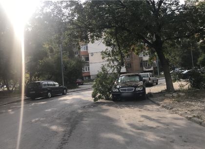 Хасковски късмет! Клон се счупи над Мерцедес в Тракия, но само го ... (СНИМКА)