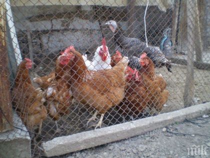 След решение на Брюксел, кокошките и зайците излизат от клетките