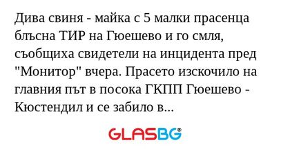 Дива свиня - майка с 5 малки прасенца...