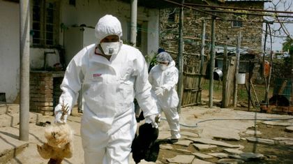 Завърши имунизация на птиците срещу Нюкясълска болест в Рудозем