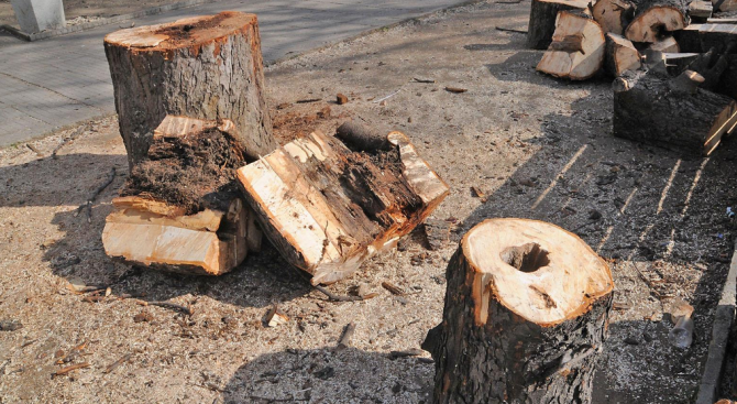 Измамна схема: Пазарджишки пенсионери „горят” с дърва за огрев