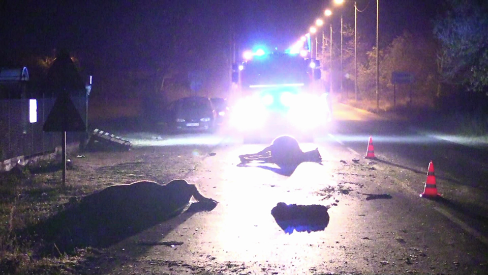 Изпуснат кон по пътя за Маказа, БМВ се опитва да го избегне и… челен удар в Ауди – 6-ма ранени