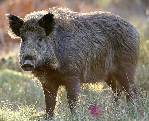 В Балкана - схватка между дива свиня и турист!