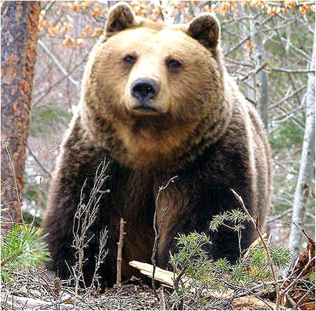 Смолян: Повишава се контролът за спазване на издадените заповеди на кметове на общини за забранените за паша места в горските територии във връзка със зачестилите нападения от кафява мечка