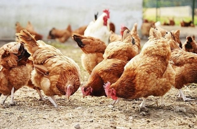 Две огнища на птичи грип откриха от Областната дирекция за безопасност на храните