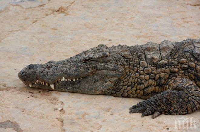 ШОК! Петметров крокодил изяде 19-годишен футболист