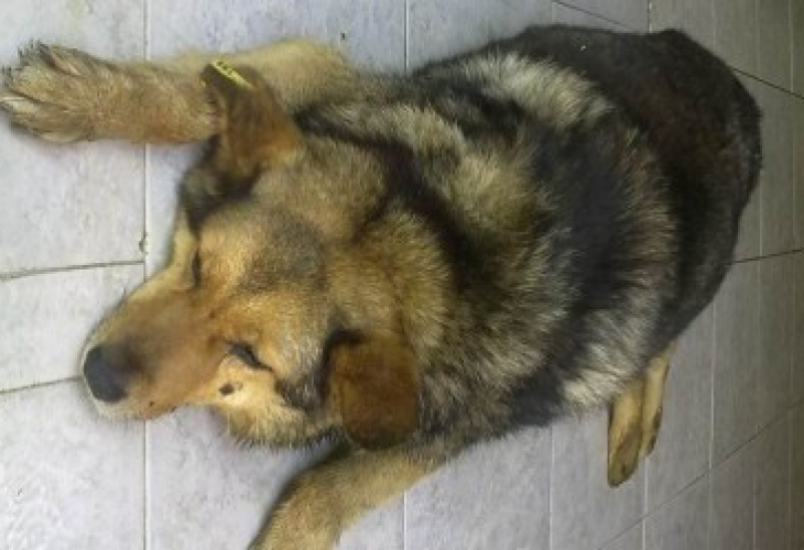 Психично болен уби по брутален начин куче в Благоевград