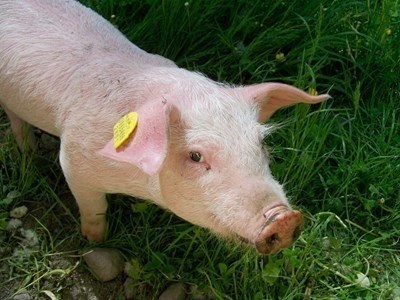 БАБХ кани свиневъдите да обсъдят мерките за превенция на африканската чума