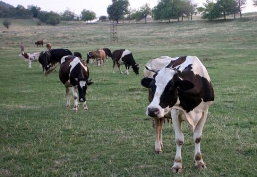 Хисарско в паника: Избиха 80 крави, три умряха от незнайна болест вчера