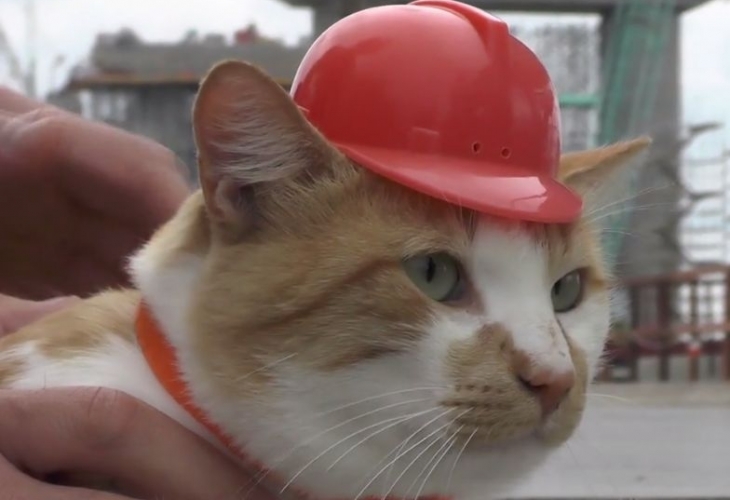 Котарак стана главен майстор на строежа на Кримския мост (ВИДЕО)