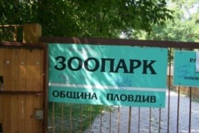 Майки негодуват, искат лъв в пловдивския зоопарк
